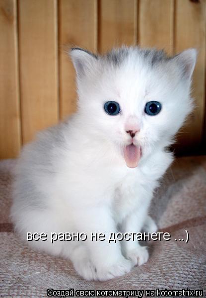 все равно не достанете ...)... Котоматрица: все равно не достанете ...)