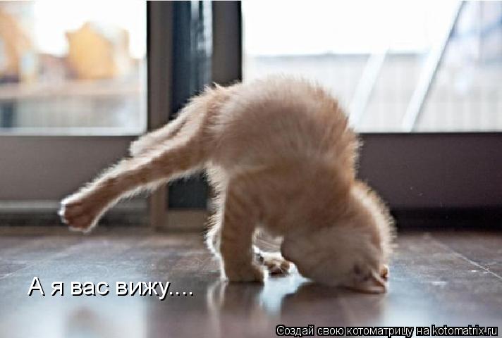 А я вас вижу....... Котоматрица: А я вас вижу....