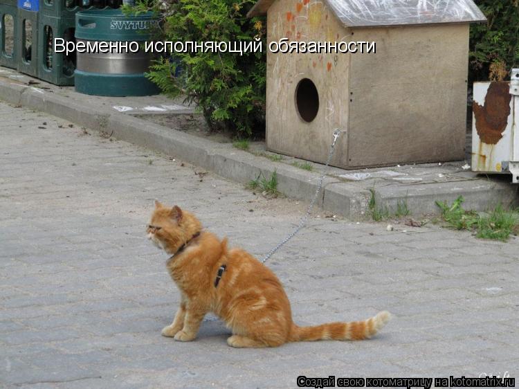 Временно исполняющий обязанности... Котоматрица: Временно исполняющий обязанности