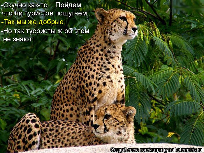 -Скучно как-то... Пойдем что ли туристов пошугаем... -Так мы же добрые! -Но так тусристы ж об этом не... Котоматрица: -Скучно как-то... Пойдем что ли туристов пошугаем... -Так мы же добрые! -Но так тусристы ж об этом не знают!