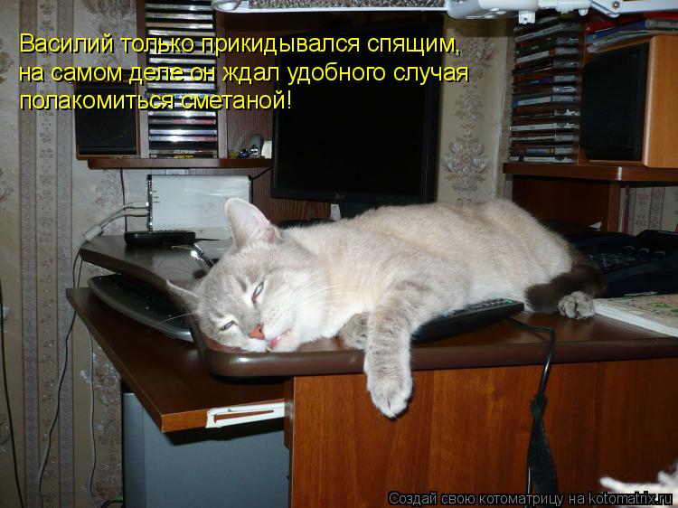 Василий только прикидывался спящим, на самом деле он ждал удобного случая полакомиться сметаной!... Котоматрица: Василий только прикидывался спящим, на самом деле он ждал удобного случая полакомиться сметаной!