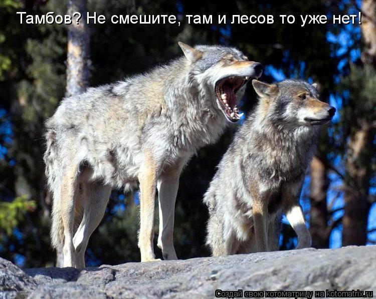 Тамбов? Не смешите, там и лесов то уже нет!... Котоматрица: Тамбов? Не смешите, там и лесов то уже нет!