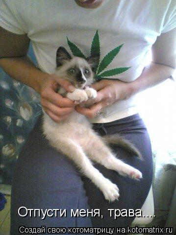 Отпусти меня, трава....... Котоматрица: Отпусти меня, трава....