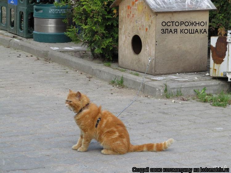 ОСТОРОЖНО! ЗЛАЯ КОШАКА!... Котоматрица: ОСТОРОЖНО! ЗЛАЯ КОШАКА!