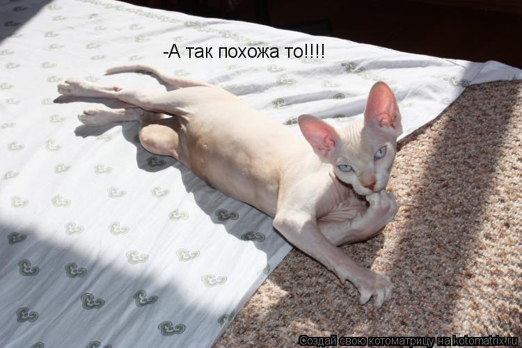 -А так похожа то!!!!... Котоматрица: -А так похожа то!!!!