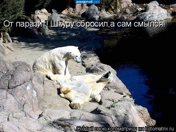 От паразит! Шкуру сбросил,а сам смылся!... Котоматрица: От паразит! Шкуру сбросил,а сам смылся!