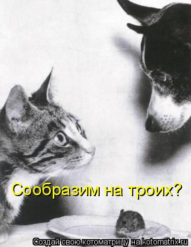 Сообразим на троих?... Котоматрица: Сообразим на троих?