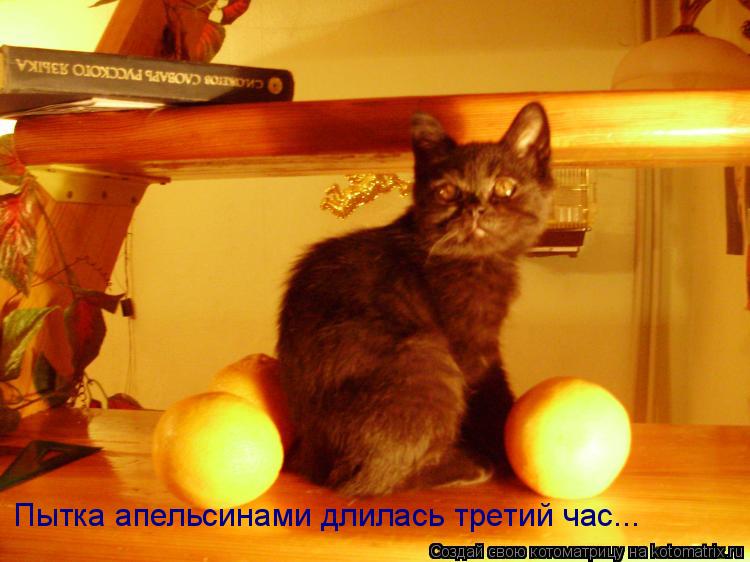 Пытка апельсинами длилась третий час...... Котоматрица: Пытка апельсинами длилась третий час...