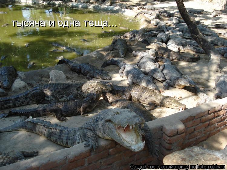 тысяча и одна теща...... Котоматрица: тысяча и одна теща...