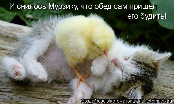 И снилось Мурзику, что обед сам пришел его будить!... Котоматрица: И снилось Мурзику, что обед сам пришел его будить!