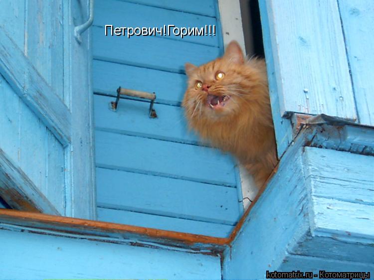Петрович!Горим!!!... Котоматрица: Петрович!Горим!!!