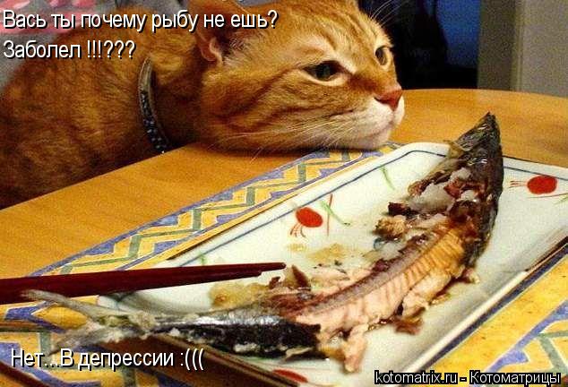 Вась ты почему рыбу не ешь? Заболел !!!??? Нет...В депрессии :(((... Котоматрица: Вась ты почему рыбу не ешь? Заболел !!!??? Нет...В депрессии :(((