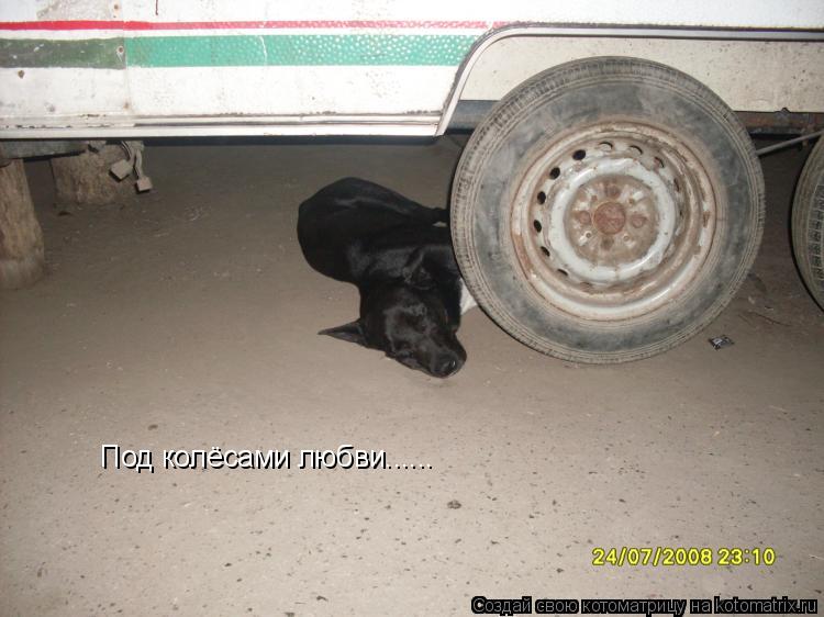 Под колёсами любви......... Котоматрица: Под колёсами любви......