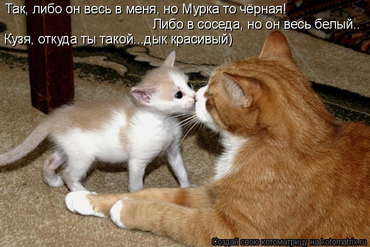 Так, либо он весь в меня, но Мурка то чёрная! Либо в соседа, но он весь белый.. Кузя, откуда ты такой... Котоматрица: Так, либо он весь в меня, но Мурка то чёрная! Либо в соседа, но он весь белый.. Кузя, откуда ты такой...дык красивый)