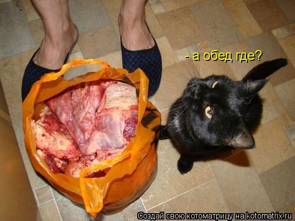 - а обед где?... Котоматрица: - а обед где?