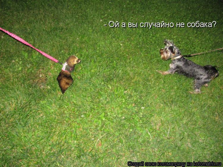 - Ой а вы случайно не собака?... Котоматрица: - Ой а вы случайно не собака?