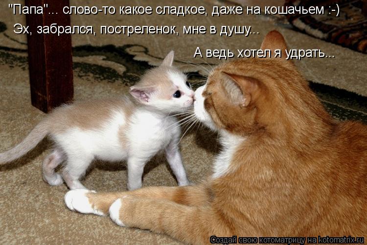 Эх, забрался, постреленок, мне в душу... А ведь хотел я удрать... "Папа"... слово-то какое сладкое, д... Котоматрица: Эх, забрался, постреленок, мне в душу... А ведь хотел я удрать... "Папа"... слово-то какое сладкое, даже на кошачьем :-)
