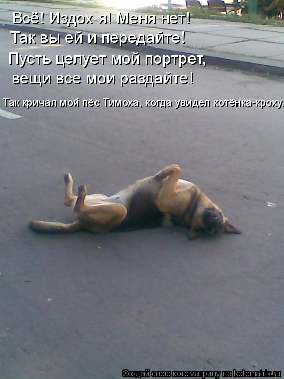 Всё! Издох я! Меня нет! Так вы ей и передайте! Пусть целует мой портрет, вещи все мои раздайте! Так к... Котоматрица: Всё! Издох я! Меня нет! Так вы ей и передайте! Пусть целует мой портрет, вещи все мои раздайте! Так кричал мой пёс Тимоха, когда увидел котёнка-