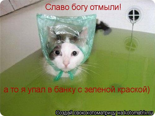 Славо богу отмыли! а то я упал в банку с зеленой краской)... Котоматрица: Славо богу отмыли! а то я упал в банку с зеленой краской)