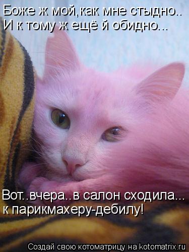 Боже ж мой,как мне стыдно.. И к тому ж ещё й обидно... Вот..вчера..в салон сходила... к парикмахеру-д... Котоматрица: Боже ж мой,как мне стыдно.. И к тому ж ещё й обидно... Вот..вчера..в салон сходила... к парикмахеру-дебилу!