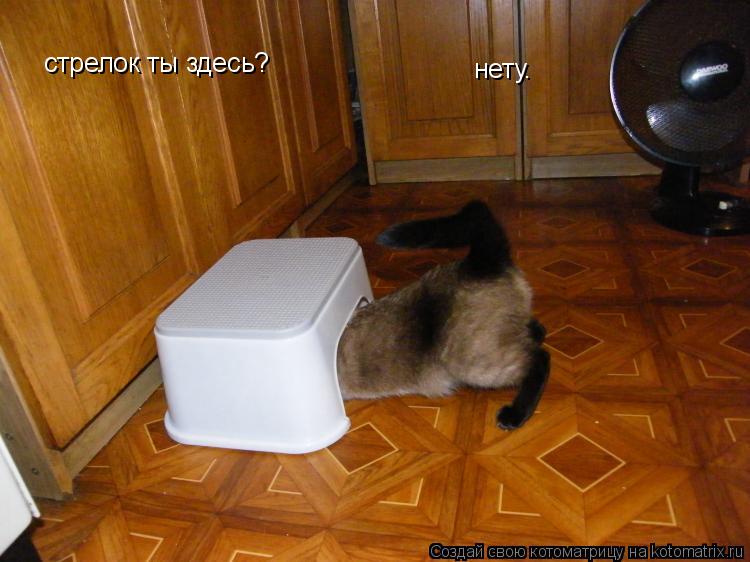 стрелок ты здесь? нету.... Котоматрица: стрелок ты здесь? нету.
