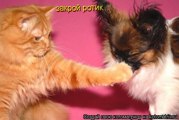 закрой ротик... закрой ротик...... Котоматрица: закрой ротик... закрой ротик...