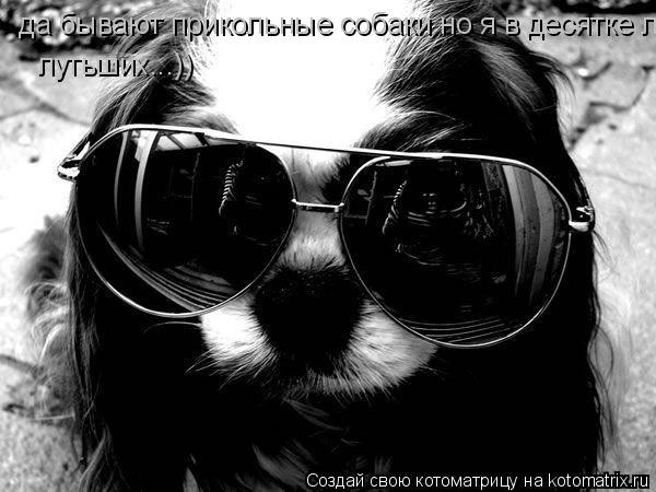 да бывают прикольные собаки но я в десятке лутьших лутьших...))... Котоматрица: да бывают прикольные собаки но я в десятке лутьших лутьших...))