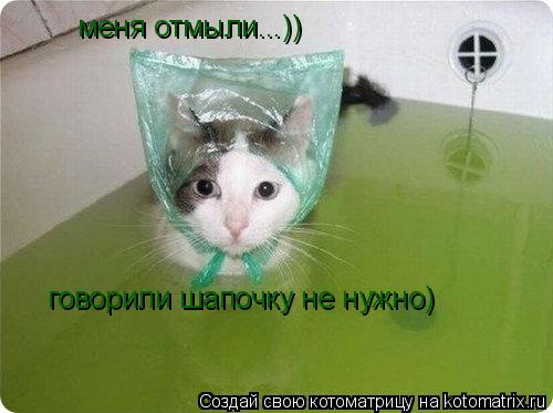 меня отмыли...)) говорили шапочку не нужно)... Котоматрица: меня отмыли...)) говорили шапочку не нужно)