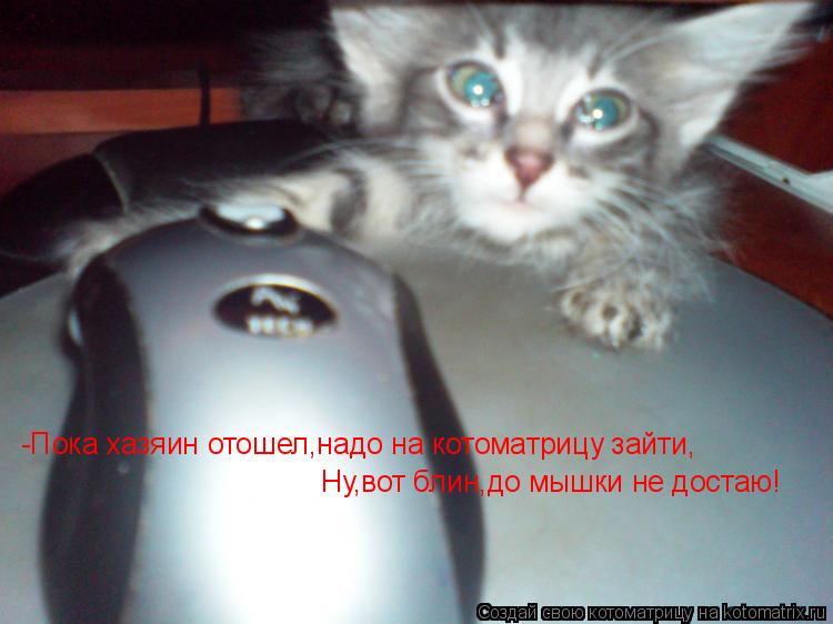 -Пока хазяин отошел,надо на котоматрицу зайти, Ну,вот блин,до мышки не достаю!... Котоматрица: -Пока хазяин отошел,надо на котоматрицу зайти, Ну,вот блин,до мышки не достаю!