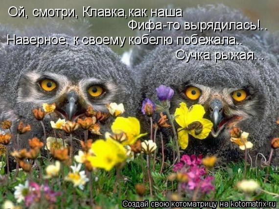 Ой, смотри, Клавка,как наша Фифа-то вырядилась!.. Наверное, к своему кобелю побежала.. Сучка рыжая..... Котоматрица: Ой, смотри, Клавка,как наша Фифа-то вырядилась!.. Наверное, к своему кобелю побежала.. Сучка рыжая...
