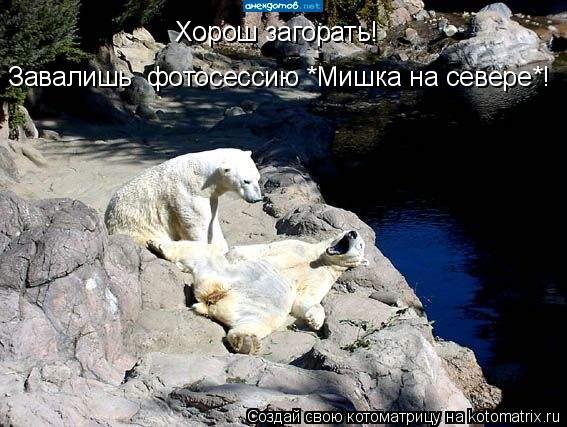 Хорош загорать! Завалишь фотосессию *Мишка на севере*!... Котоматрица: Хорош загорать! Завалишь фотосессию *Мишка на севере*!
