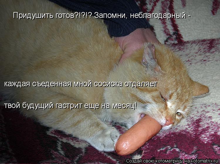 твой будущий гастрит еще на месяц! Придушить готов?!?!? Запомни, неблагодарный - каждая съеденная мн... Котоматрица: твой будущий гастрит еще на месяц! Придушить готов?!?!? Запомни, неблагодарный - каждая съеденная мной сосиска отдаляет