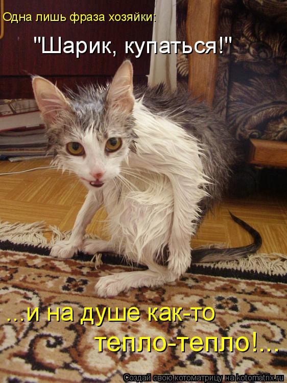 Одна лишь фраза хозяйки: ...и на душе как-то тепло-тепло!... "Шарик, купаться!"... Котоматрица: Одна лишь фраза хозяйки: ...и на душе как-то тепло-тепло!... "Шарик, купаться!"