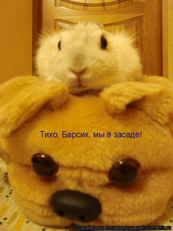 Тихо, Барсик, мы в засаде!... Котоматрица: Тихо, Барсик, мы в засаде!