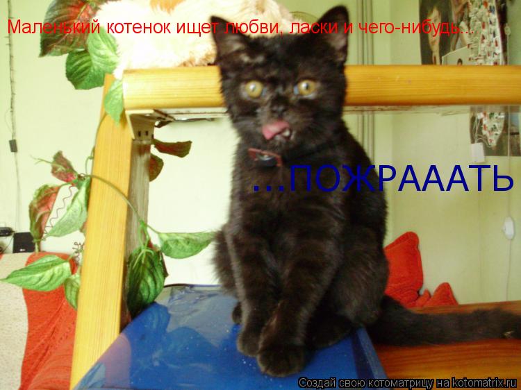 Маленький котенок ищет любви, ласки и чего-нибудь... ...ПОЖРАААТЬ... Котоматрица: Маленький котенок ищет любви, ласки и чего-нибудь... ...ПОЖРАААТЬ