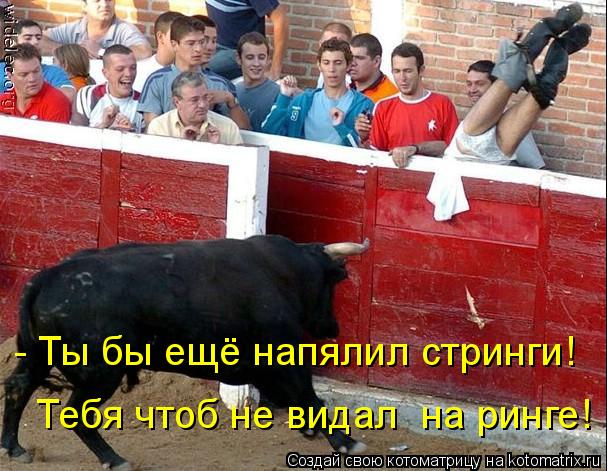 Тебя чтоб не видал на ринге! - Ты бы ещё напялил стринги!... Котоматрица: Тебя чтоб не видал на ринге! - Ты бы ещё напялил стринги!