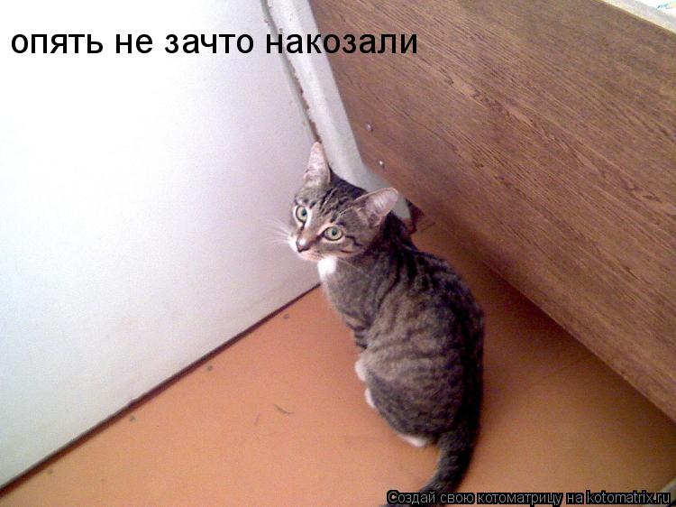 опять не зачто накозали... Котоматрица: опять не зачто накозали