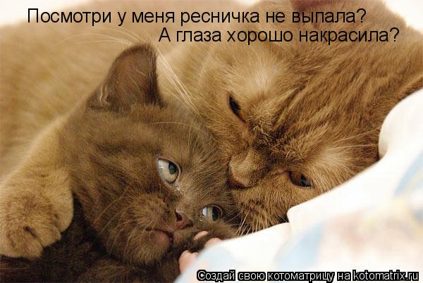 Посмотри у меня ресничка не выпала? А глаза хорошо накрасила?... Котоматрица: Посмотри у меня ресничка не выпала? А глаза хорошо накрасила?
