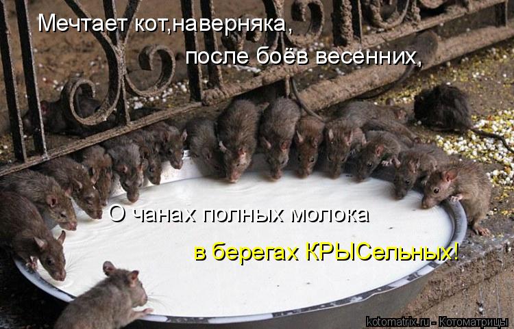 Мечтает кот,наверняка, после боёв весенних, О чанах полных молока в берегах КРЫСельных!... Котоматрица: Мечтает кот,наверняка, после боёв весенних, О чанах полных молока в берегах КРЫСельных!