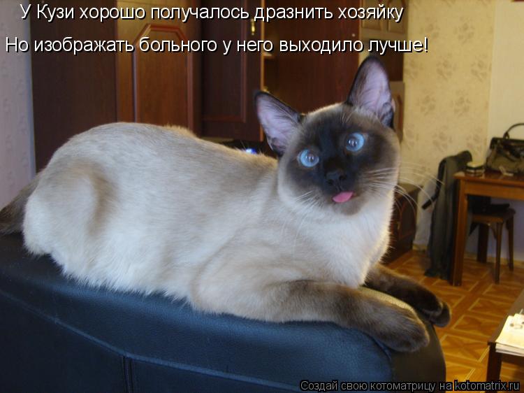 У Кузи хорошо получалось дразнить хозяйку Но изображать больного у него выходило лучше!... Котоматрица: У Кузи хорошо получалось дразнить хозяйку Но изображать больного у него выходило лучше!