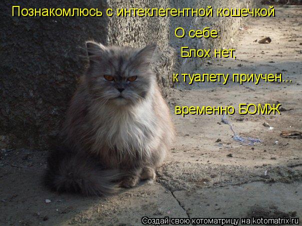 Познакомлюсь с интеклегентной кошечкой О себе: Блох нет, к туалету приучен... временно БОМЖ... Котоматрица: Познакомлюсь с интеклегентной кошечкой О себе: Блох нет, к туалету приучен... временно БОМЖ