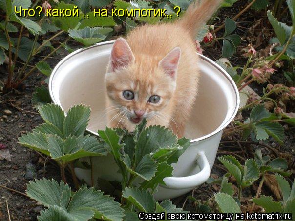 Что? какой ,, на компотик,,?... Котоматрица: Что? какой ,, на компотик,,?