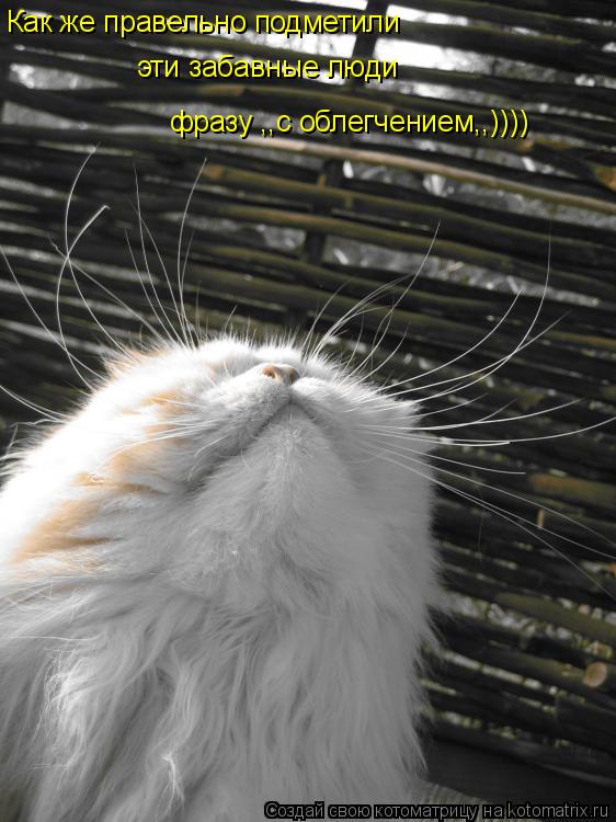 Как же правельно подметили эти забавные люди фразу ,,с облегчением,,))))... Котоматрица: Как же правельно подметили эти забавные люди фразу ,,с облегчением,,))))