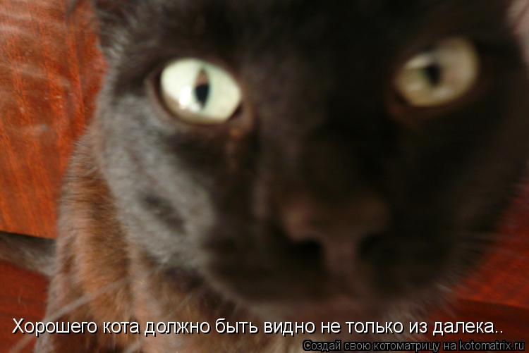 Хорошего кота должно быть видно не только из далека..... Котоматрица: Хорошего кота должно быть видно не только из далека..