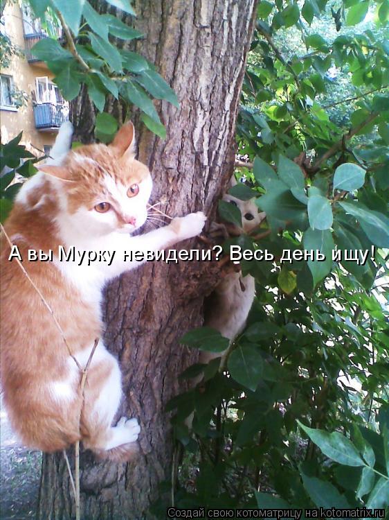 А вы Мурку невидели? Весь день ищу!... Котоматрица: А вы Мурку невидели? Весь день ищу!