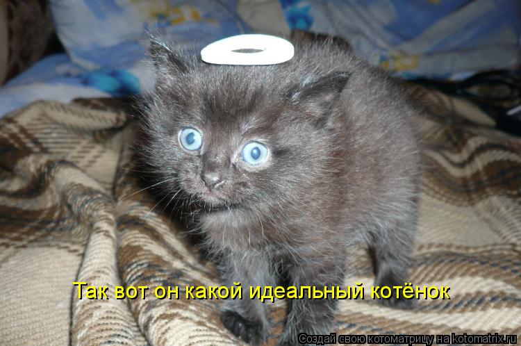 Так вот он какой идеальный котёнок... Котоматрица: Так вот он какой идеальный котёнок