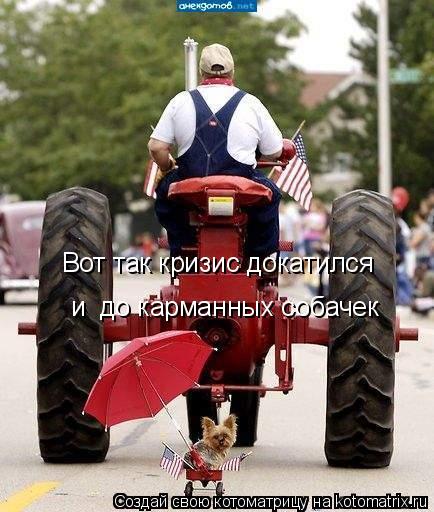 Вот так кризис докатился и до карманных собачек... Котоматрица: Вот так кризис докатился и до карманных собачек