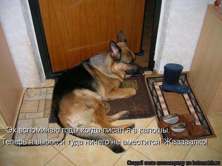 -Эх,вспоминаю годы,когда писал я в калошы, Теперь я вырос,и туда ничего не вместится! Жааааалко!... Котоматрица: -Эх,вспоминаю годы,когда писал я в калошы, Теперь я вырос,и туда ничего не вместится! Жааааалко!
