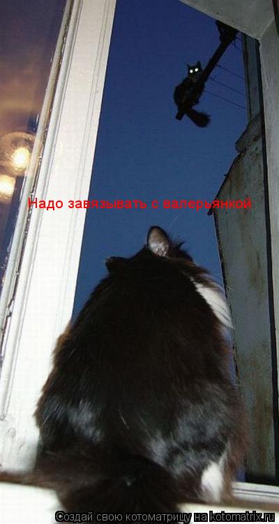 Надо завязывать с валерьянкой... Котоматрица: Надо завязывать с валерьянкой