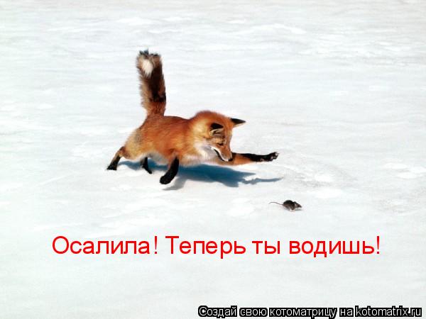 Осалила! Теперь ты водишь!... Котоматрица: Осалила! Теперь ты водишь!
